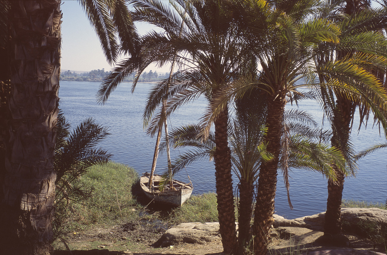 egyp06_09 les palmiers.jpg - Sur le Nil vue du Nil depuis la palmeraie où nous faisons une randonnée de quelques heures pendant que notre bateau avance en parallèle Provia 100 F